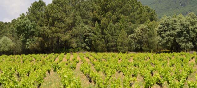 Visita a la bodega Huellas del Tiétar