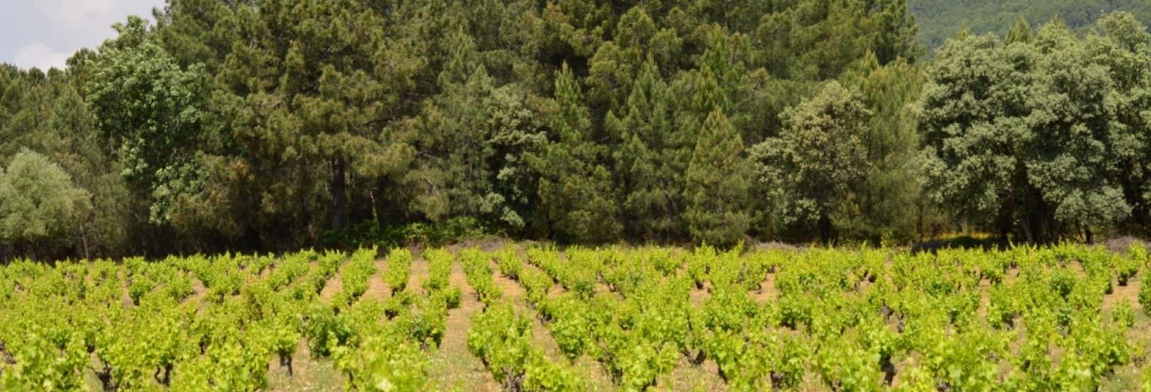 Visita a la bodega Huellas del Tiétar