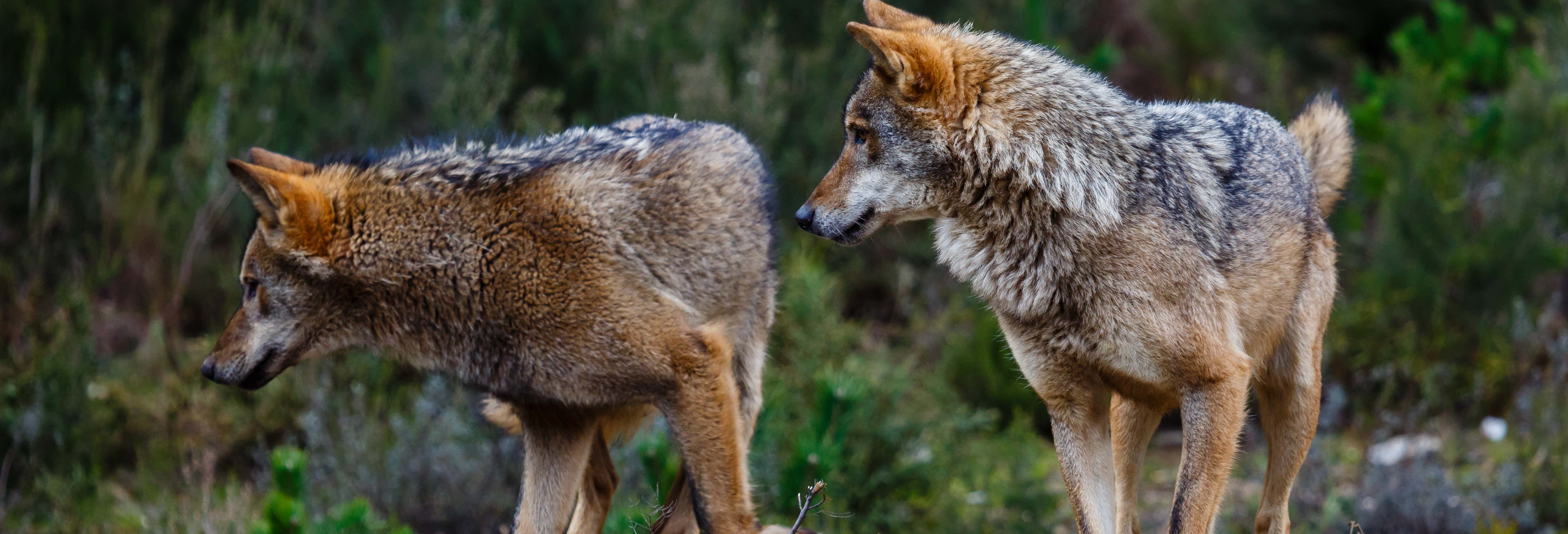 Iberian Wolf Sighting