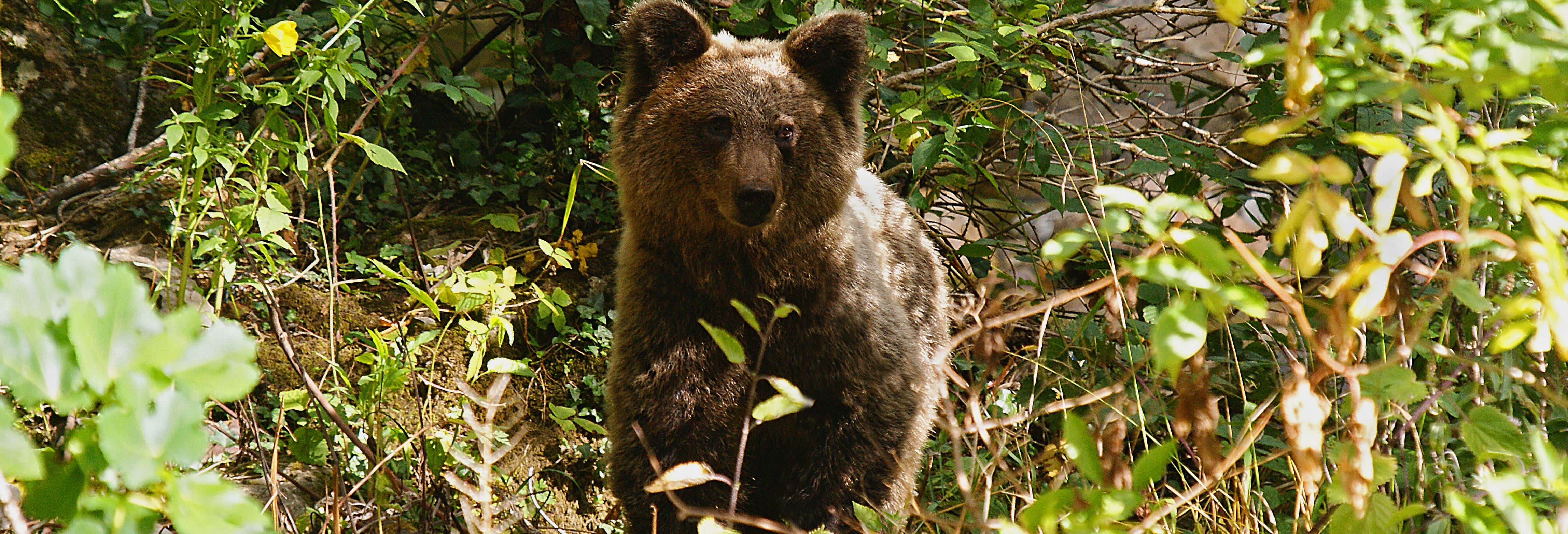 Cantabrian Brown Bear Sighting