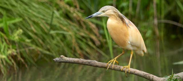 Birdwatching a Badajoz