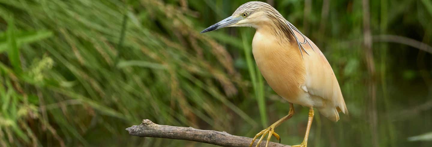 Birdwatching a Badajoz