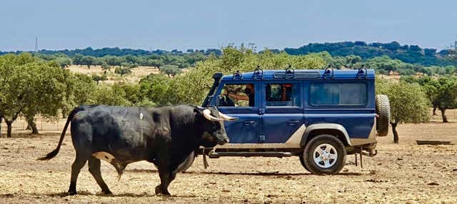 Tour del toro in 4x4 a Llanos de Olivenza