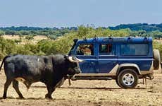 Tour do touro de 4x4 por Los Llanos de Olivenza
