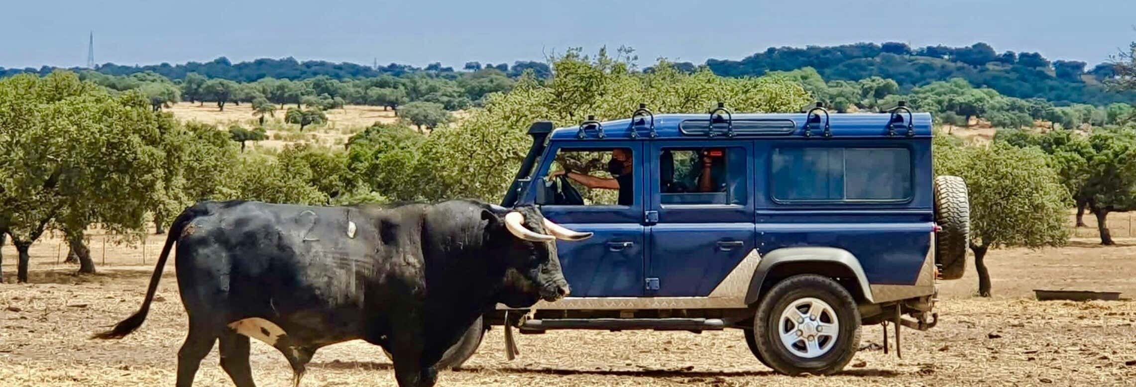 Tour del toro in 4x4 a Llanos de Olivenza