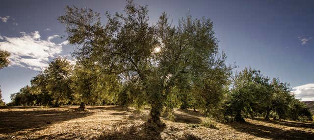 Visita guidata del Museo del Olivar
