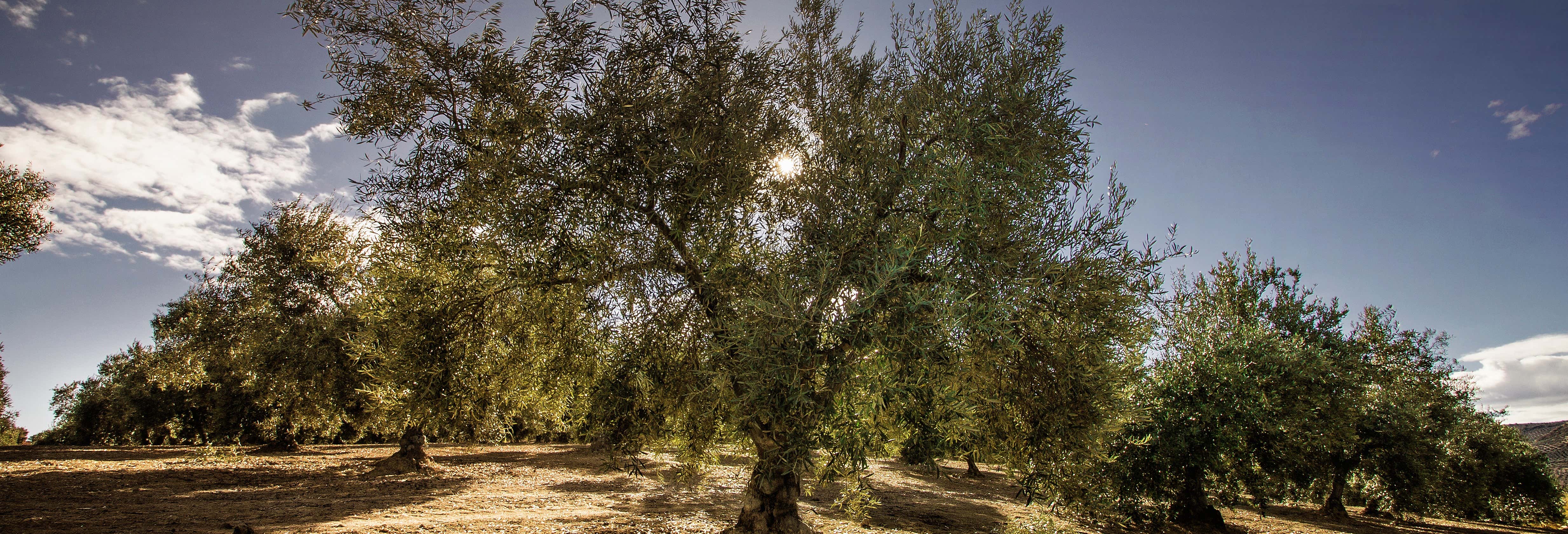 Olive Oil Museum