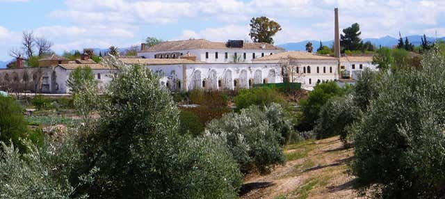 Visita guidata del Museo dell'Ulivo + Degustazione