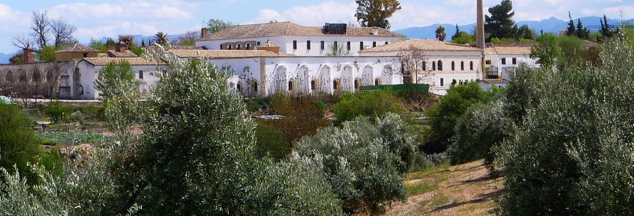 Olive Oil Museum Guided Tour & Olive Oil Tasting