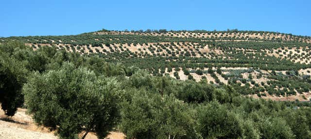 Visita di un oliveto ecologico + Degustazione di olio