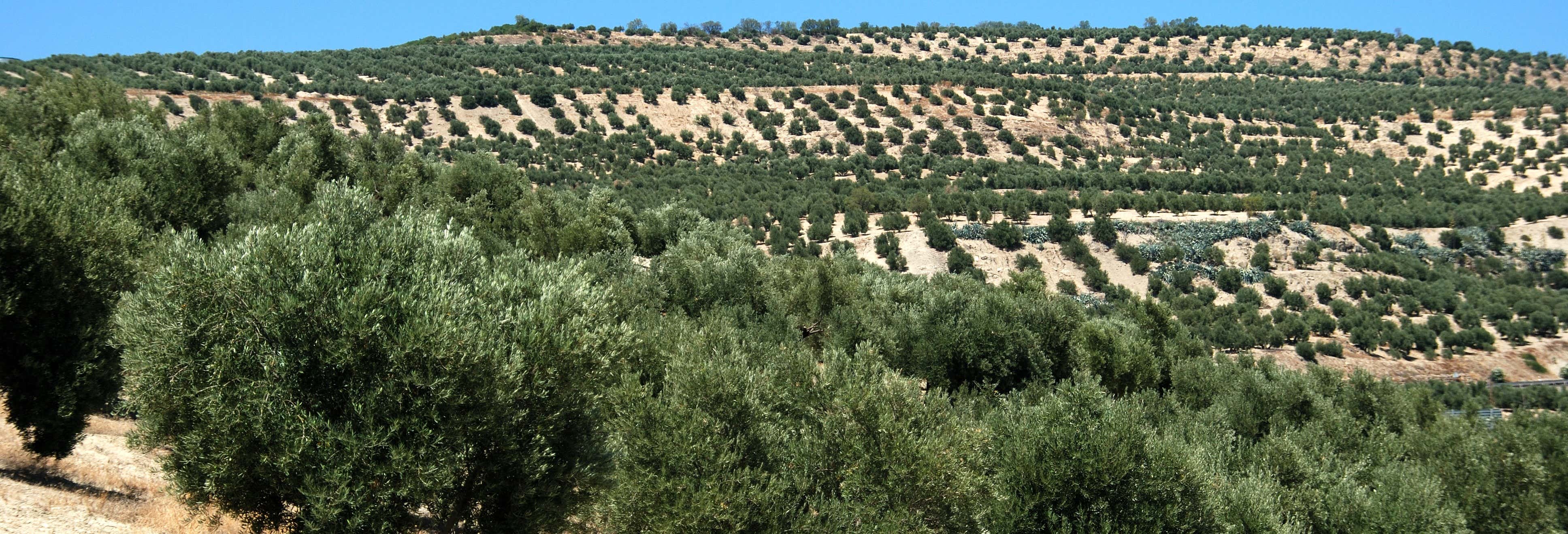 Olive Grove Tour + Olive Oil Tasting