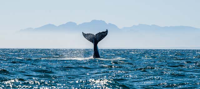 Avvistamento di balene e delfini a Barbate