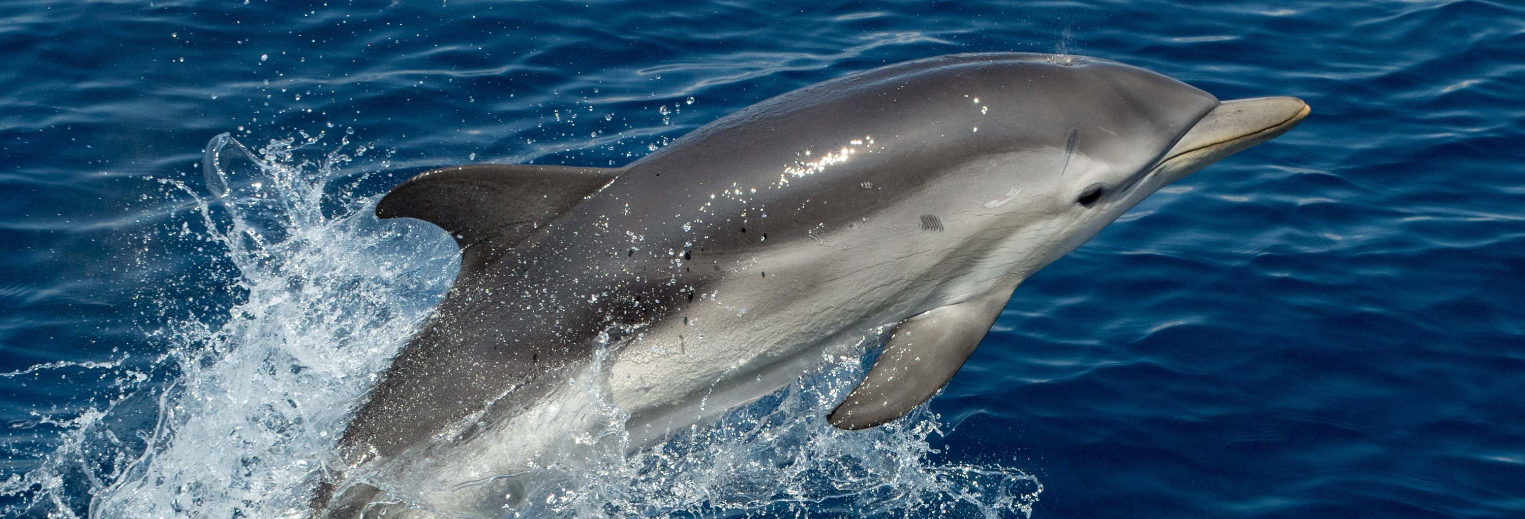 Benalmádena Dolphin Watching