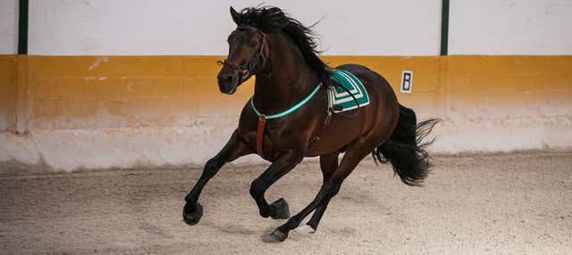 Spettacolo equestre a El Ranchito
