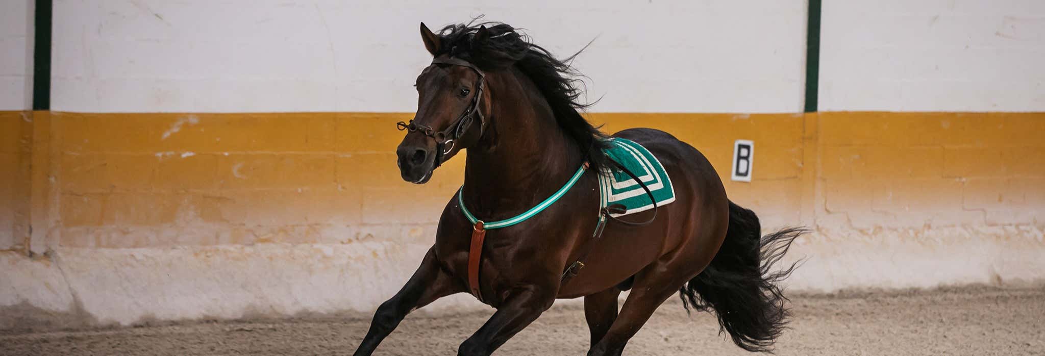 Spettacolo equestre a El Ranchito