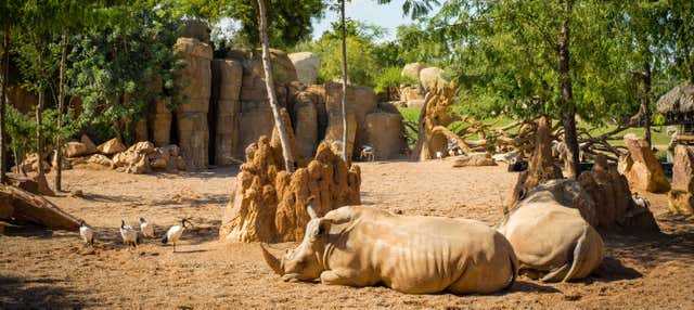 Escursione a Valencia + Bioparc