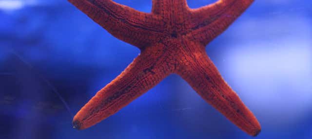 Escursione a Valencia + Oceanogràfic ed Hemisfèric 