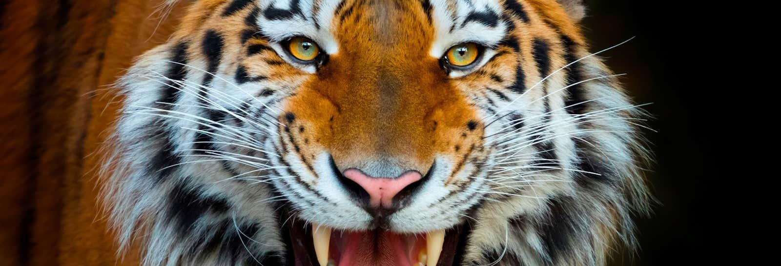 Terra Natura Benidorm Ticket