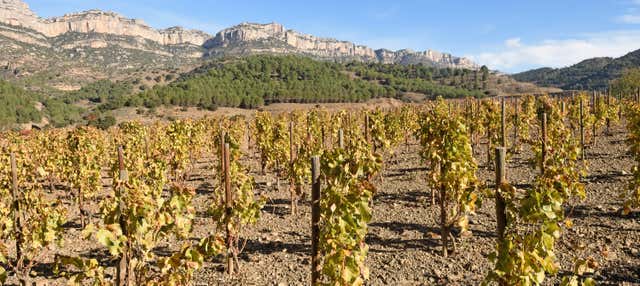 Visita della cantina Celler Cal Menescal