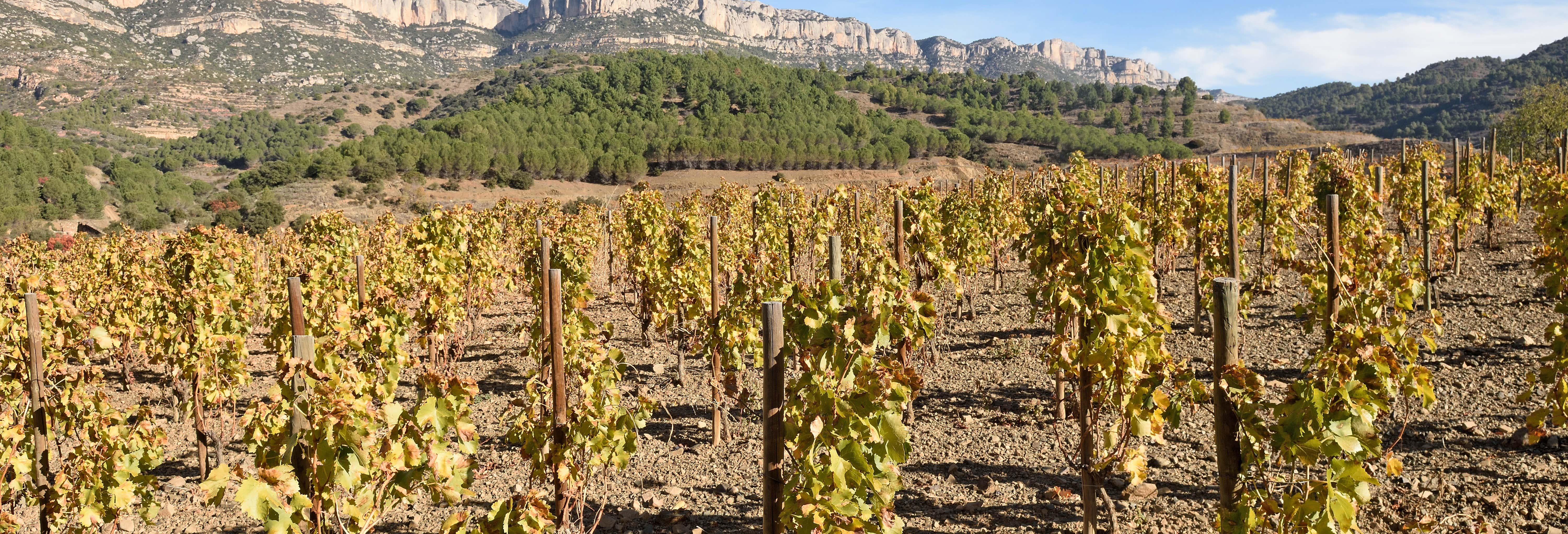 Celler Cal Menescal Winery Trip