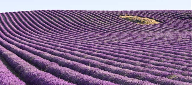 Tour dei campi di lavanda di Brihuega + Distilleria