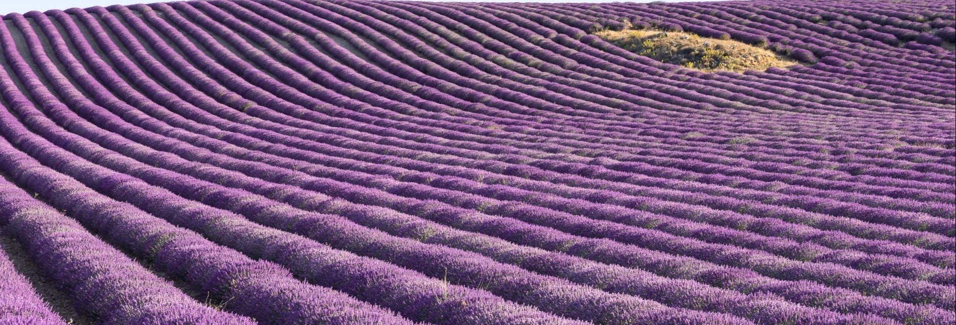 Brihuega Lavender Fields + Distillery Tour