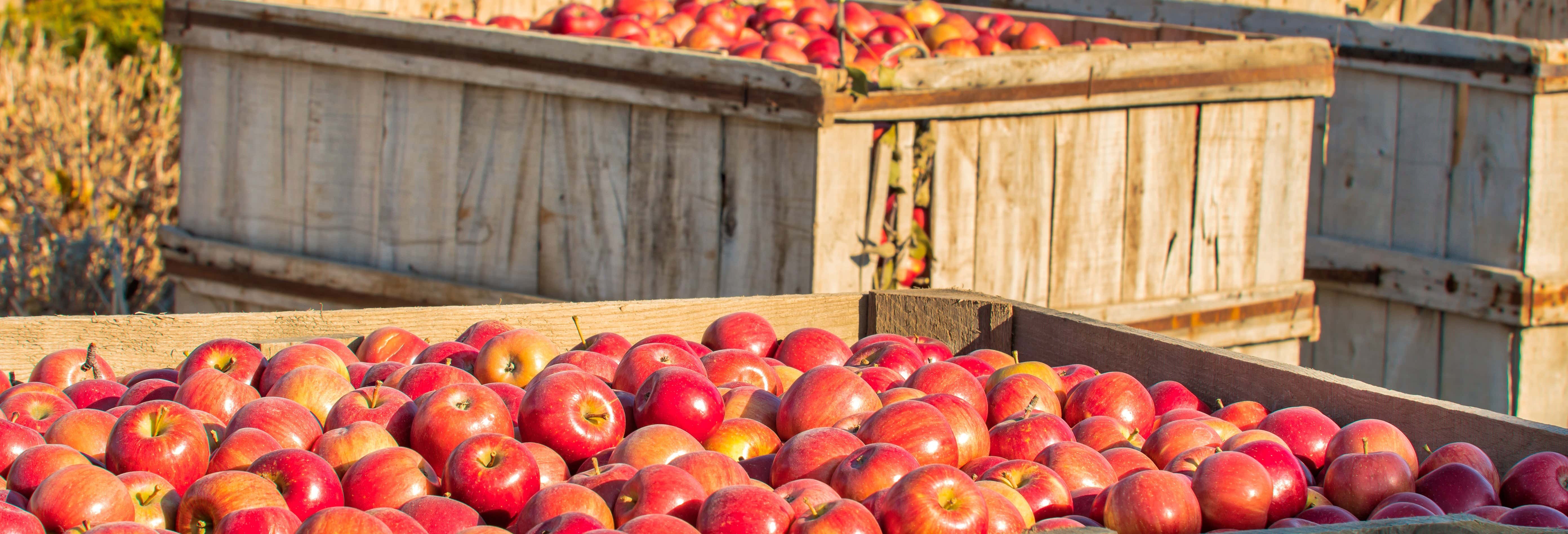 Visita alla fabbrica di sidro Sidra JR