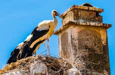 Avistamento de aves na Estremadura