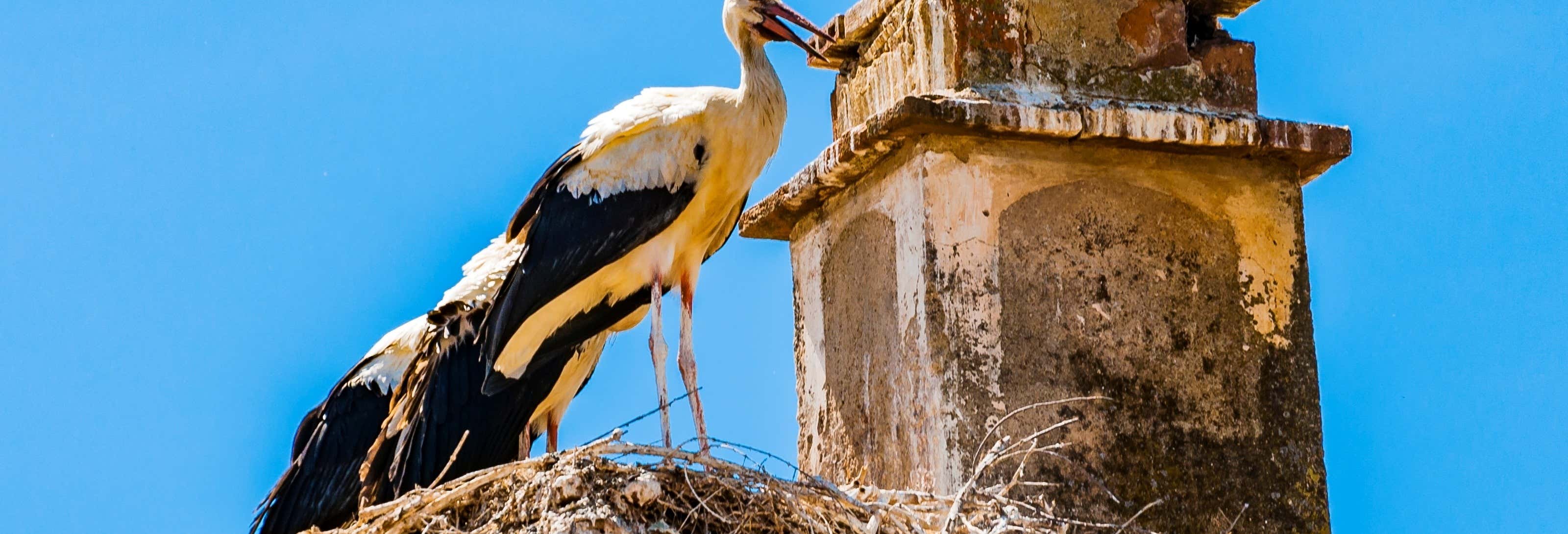 Birdwatching in Estremadura