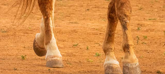 Passeggiata a cavallo nella campagna di Cáceres