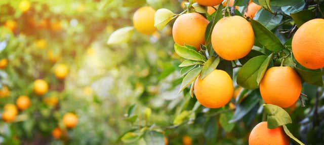 Tour di un aranceto a Carcaixent