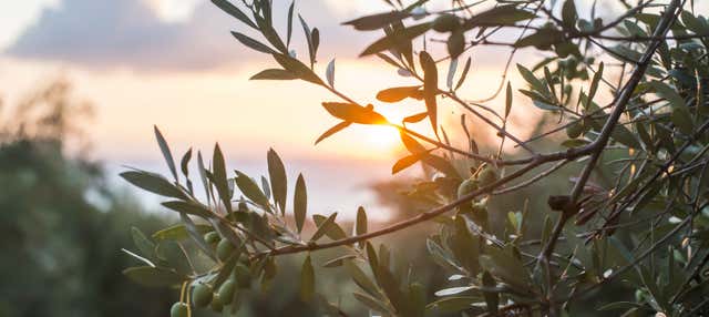 Tour degli uliveti di Carrascalejo + Degustazione di olio