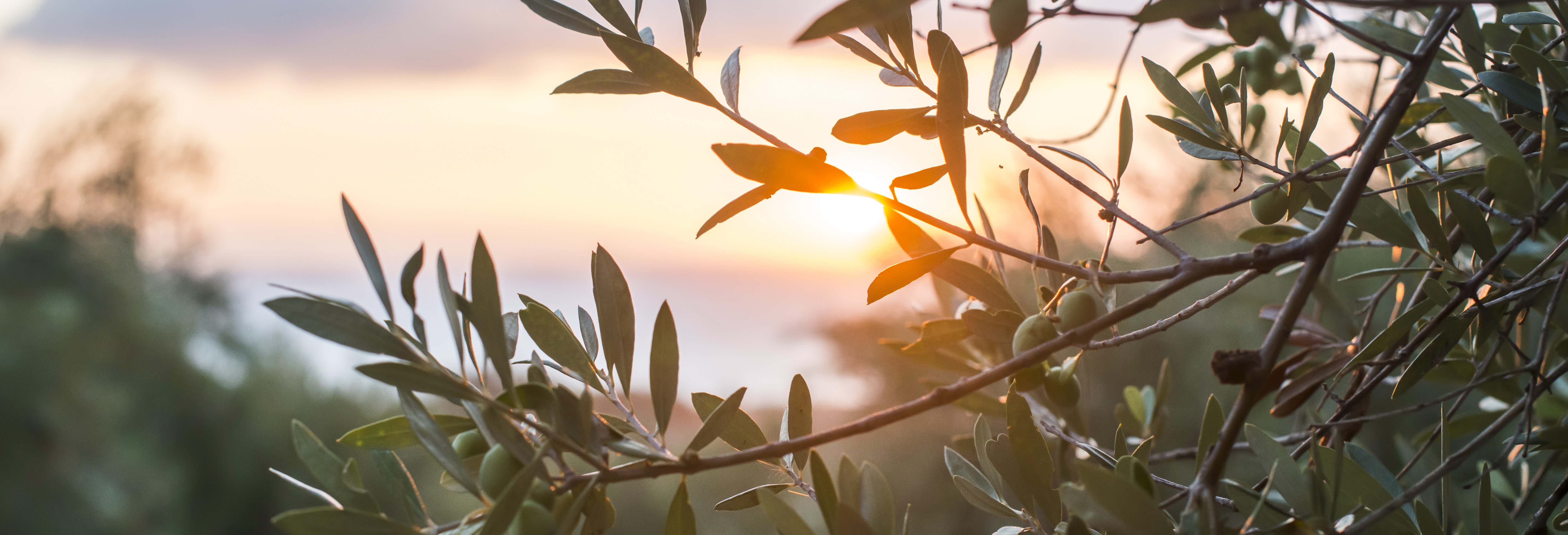 Tour degli uliveti di Carrascalejo + Degustazione di olio