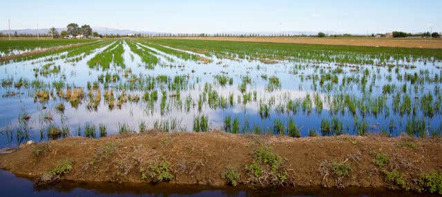 Escursione al Delta dell'Ebro + Giro in catamarano