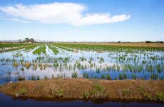 Delta del Ebro Day Trip & Boat Ride