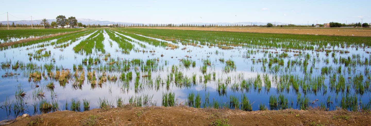 Delta del Ebro Day Trip & Boat Ride