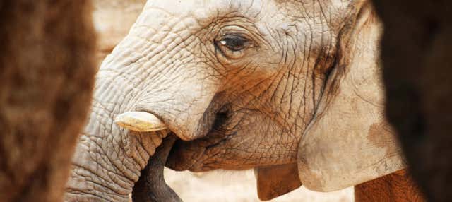 Escursione a Valencia + Bioparc