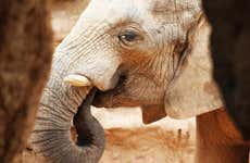 Valencia + Bioparc Excursion