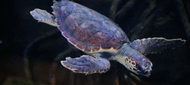 Escursione a Valencia + Oceanogràfic ed Hemisfèric