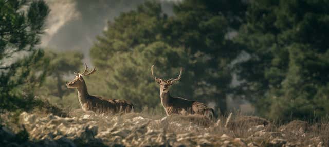 Tour del Parque de las Sierras de Cazorla, Segura y Las Villas