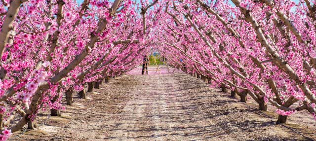 Tour della fioritura di Cieza