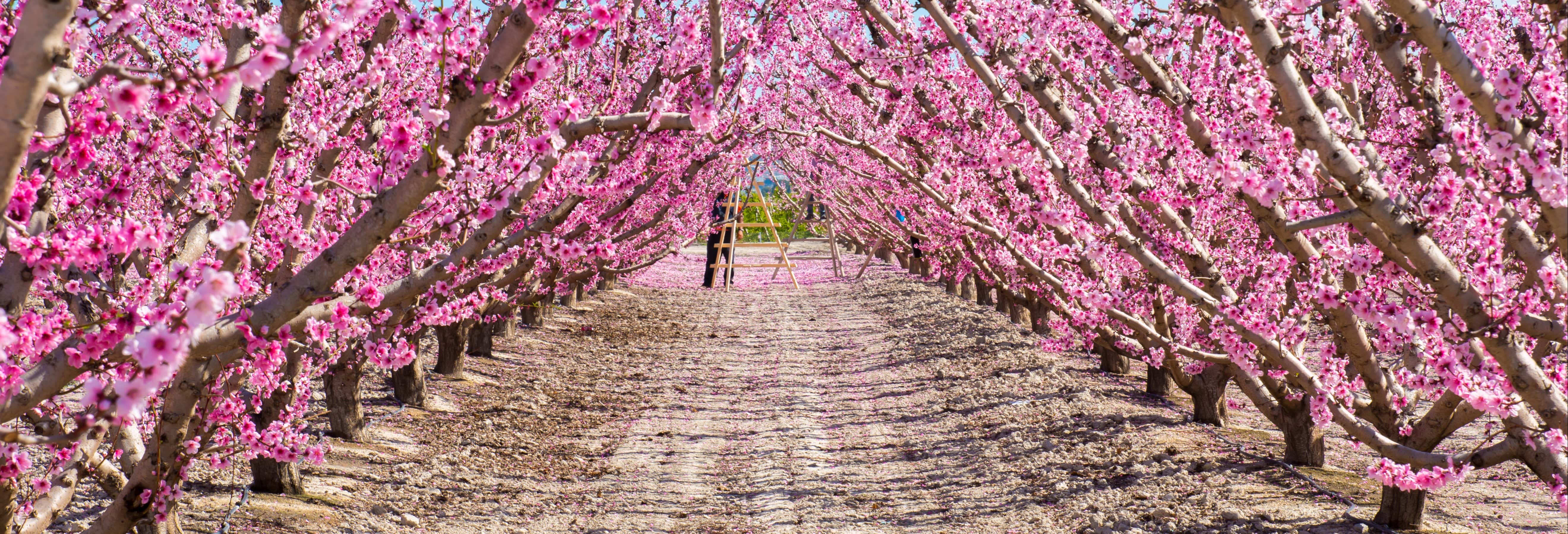 Tour della fioritura di Cieza