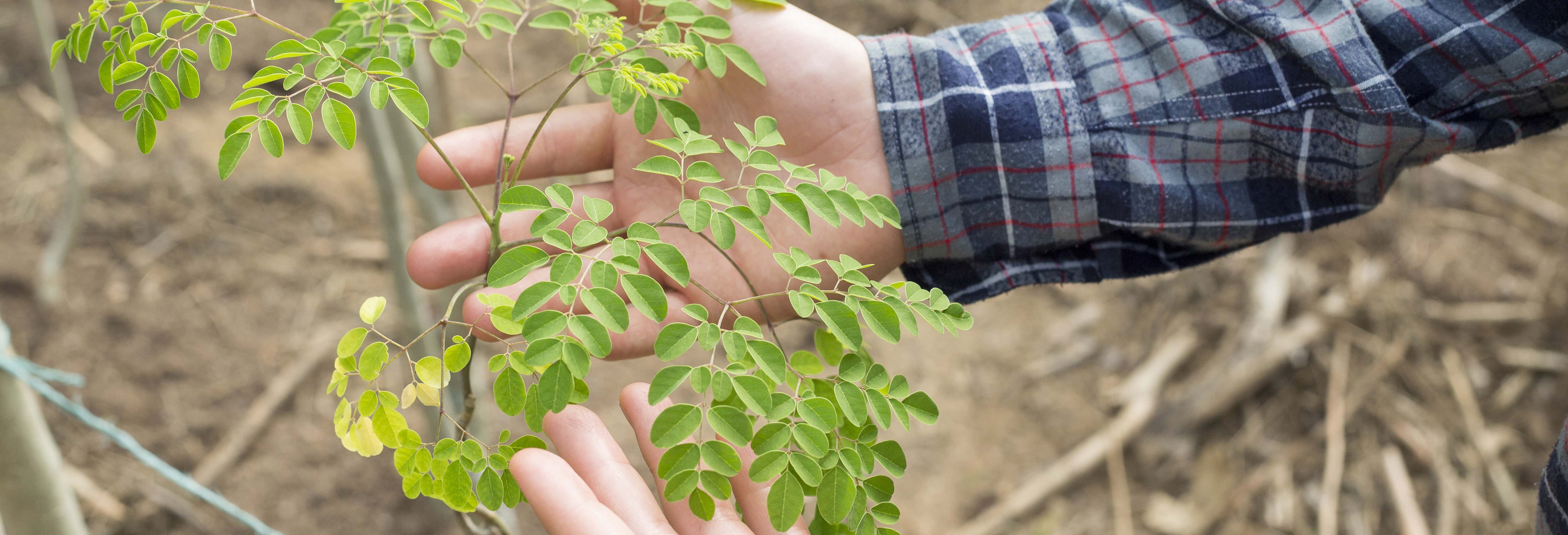 Connatur Moringa Farm Tour