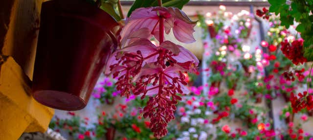 Biglietti per i cortili di Cordova