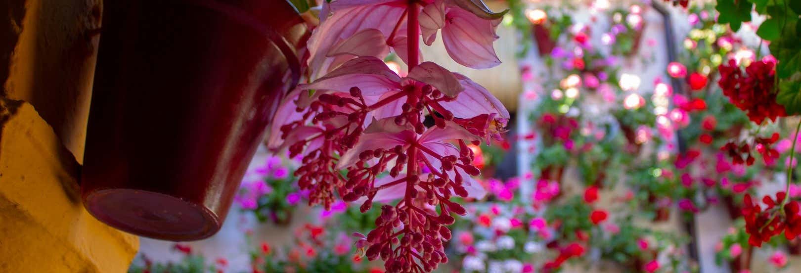 Biglietti per i cortili di Cordova