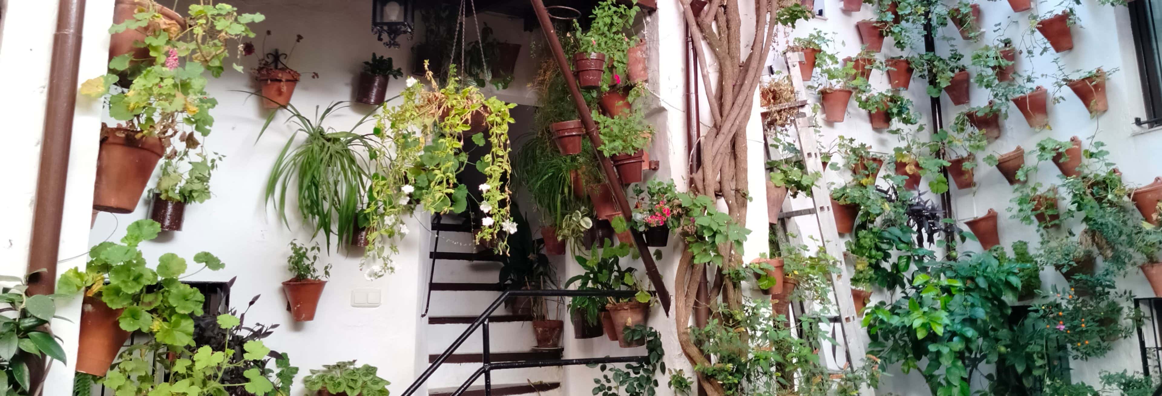 Tour privado por los Patios de Córdoba