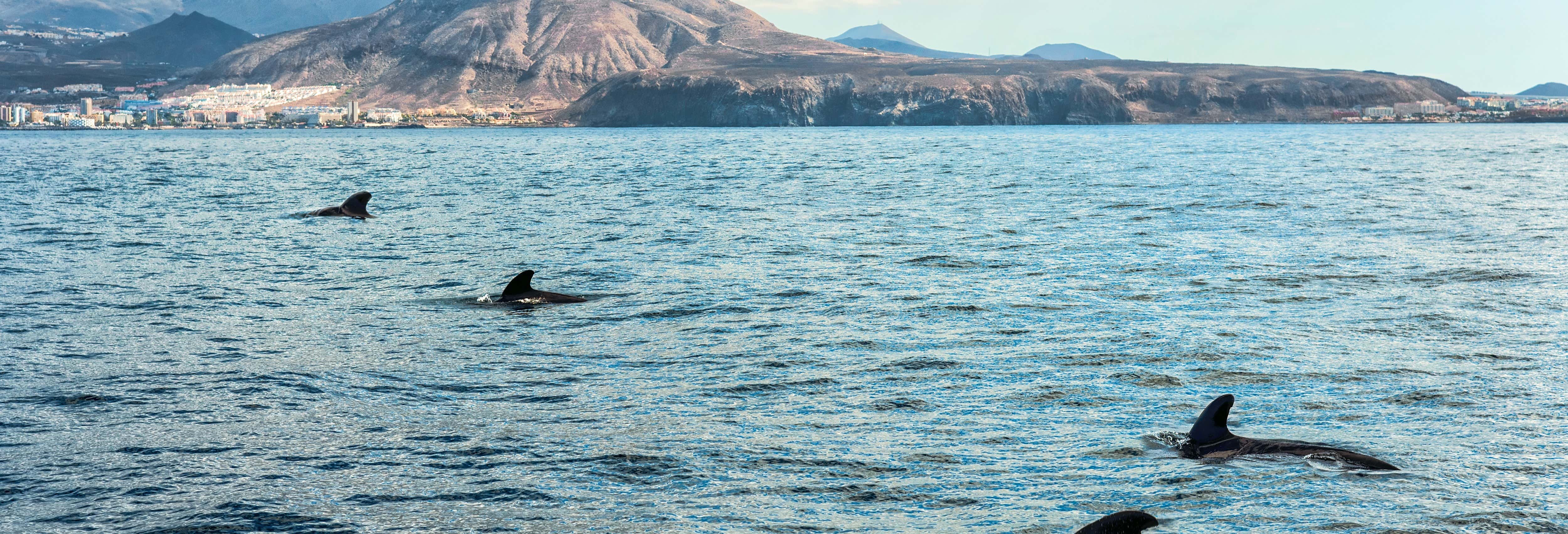 Whale Watching Tenerife