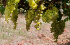 Southern Tenerife Wine Tour & Plantation Visit