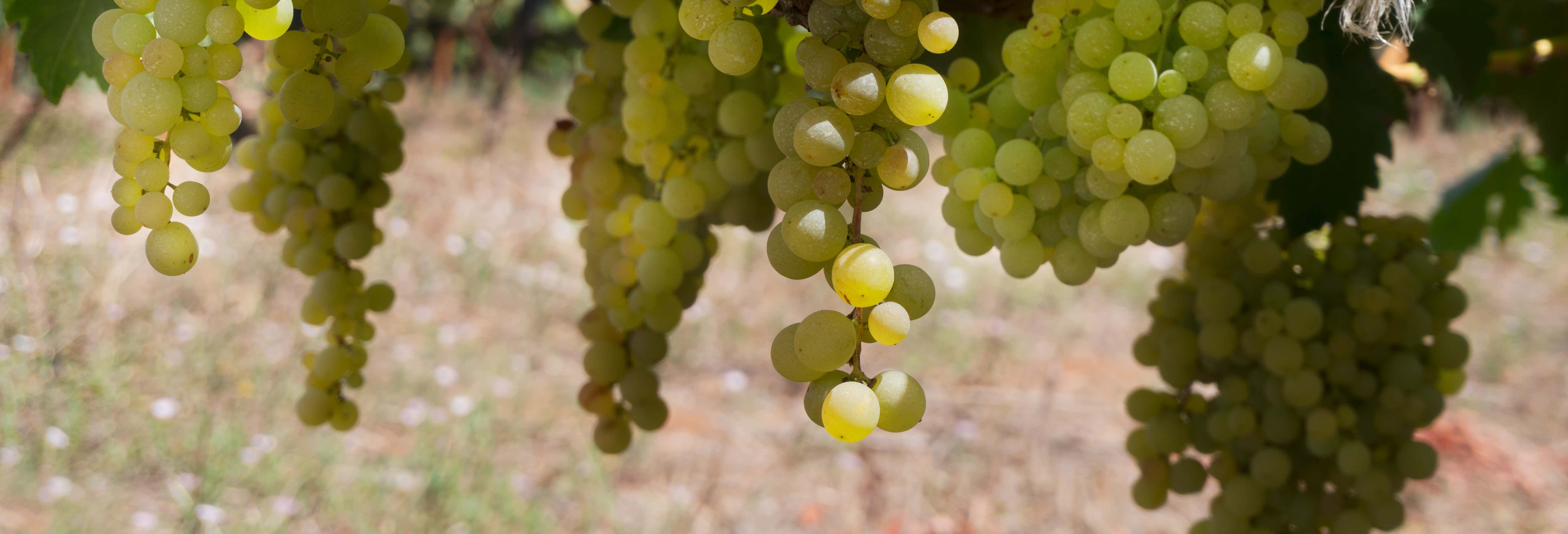 Tour del vino nel sud di Tenerife