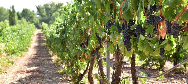 Visita della cantina Valdelosfrailes